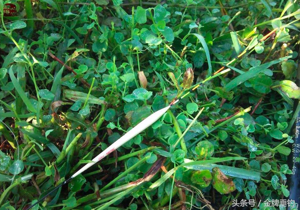 冬季钓鲫鱼用0.6主线0.3子线,钓大鲫鱼用0.6号子线1.0主线