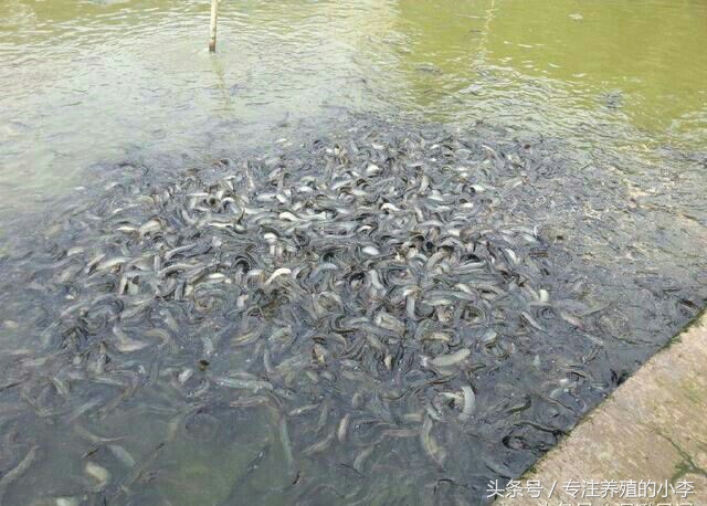 养殖一亩地的泥鳅一年能赚多少钱,人工养泥鳅一亩能赚多少钱利润