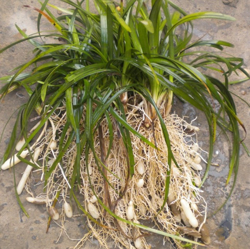 麦冬的食用方法和保健作用,麦冬是滋阴还是生津