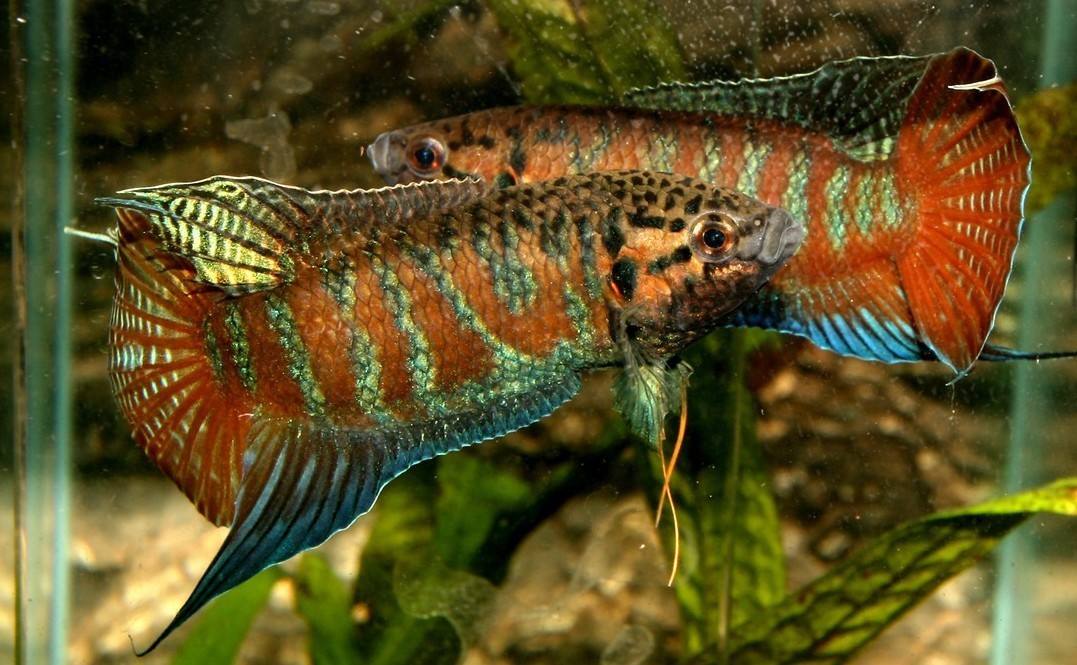 常见原生缸鱼,广西常见原生鱼