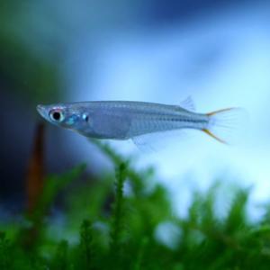 常见原生缸鱼,广西常见原生鱼