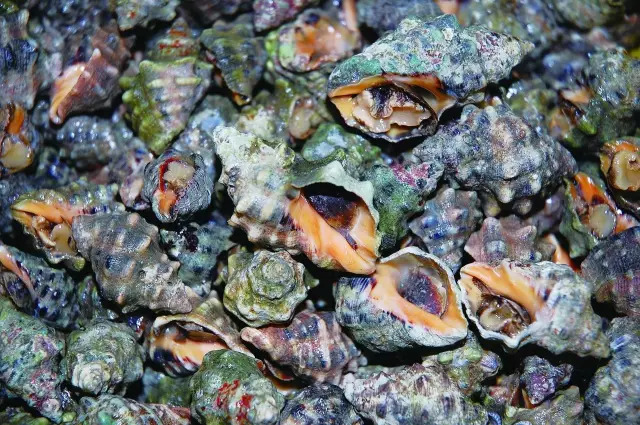 多种海鲜好吃美味来了解一下,海鲜美食大汇总