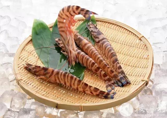 北极甜虾夏天是头籽还是腹籽,北极甜虾原生虾长啥样