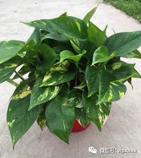 绿萝叶子黄了什么原因导致的,绿萝的叶子会变黄的原因