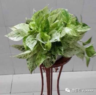 绿萝叶子黄了什么原因导致的,绿萝的叶子会变黄的原因