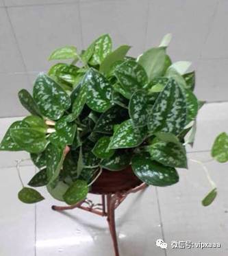 绿萝叶子黄了什么原因导致的,绿萝的叶子会变黄的原因