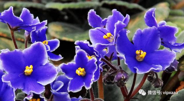 这13种开紫色花的花卉你认识几种,五种常见蓝色花