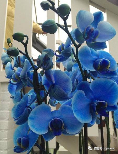 这13种开紫色花的花卉你认识几种,五种常见蓝色花