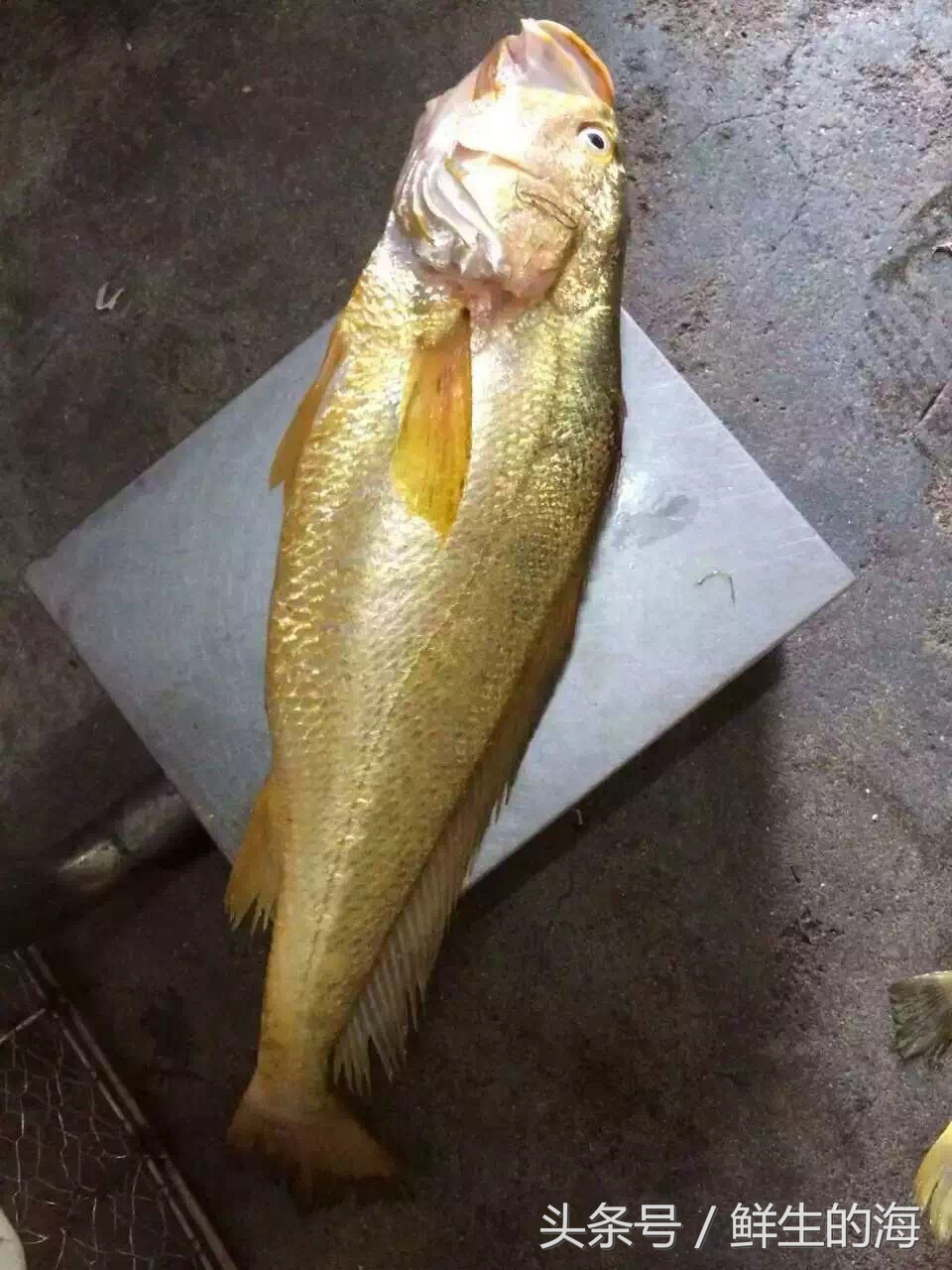 中国最贵的十种野生鱼,真正的野生金龙鱼一条多少钱