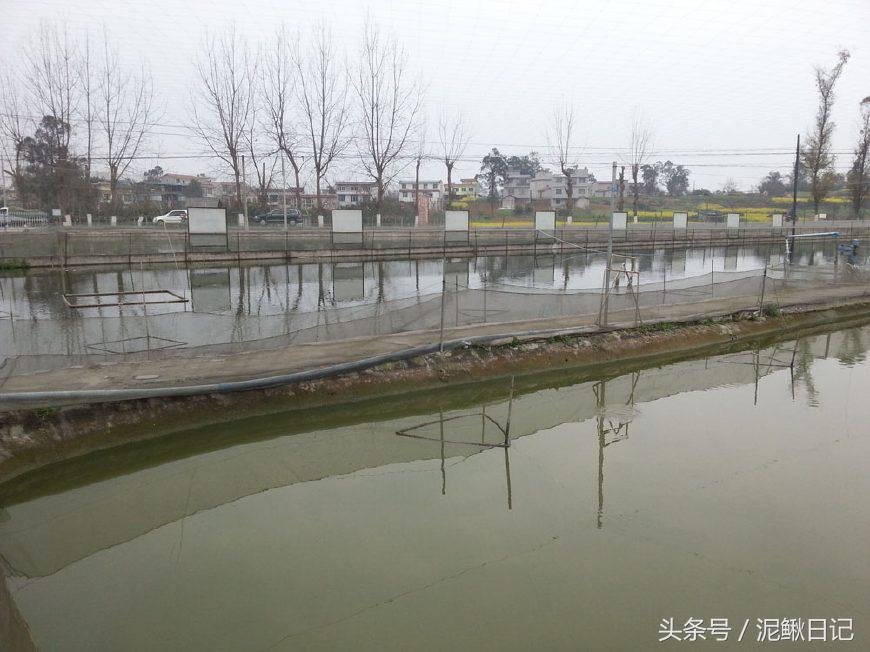 养泥鳅能挣钱吗,家庭养殖泥鳅如何赚钱快