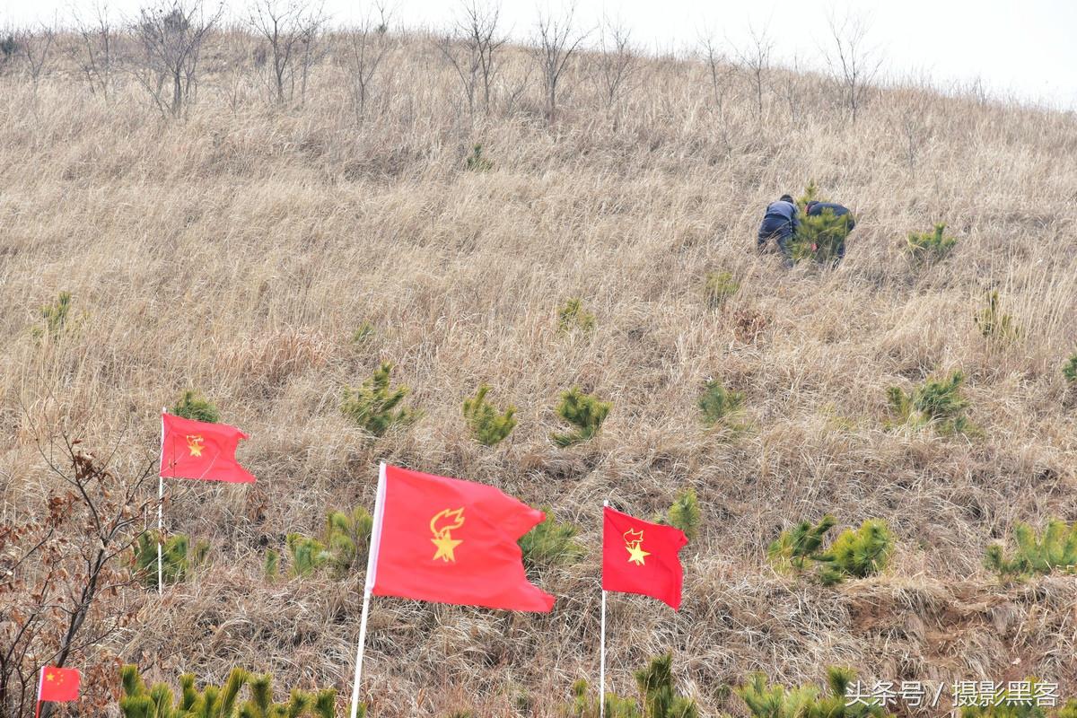 为什么让小学生上山植树造林，看完老师写的图文就明白