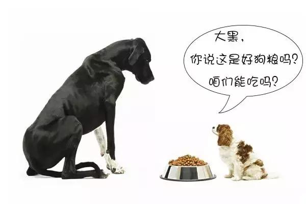 幼犬吃劣质狗粮会怎么样,长期吃劣质狗粮导致肾衰