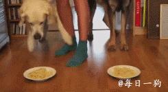 劣质狗粮该怎么处理呢,劣质狗粮吃了短期内会出问题吗