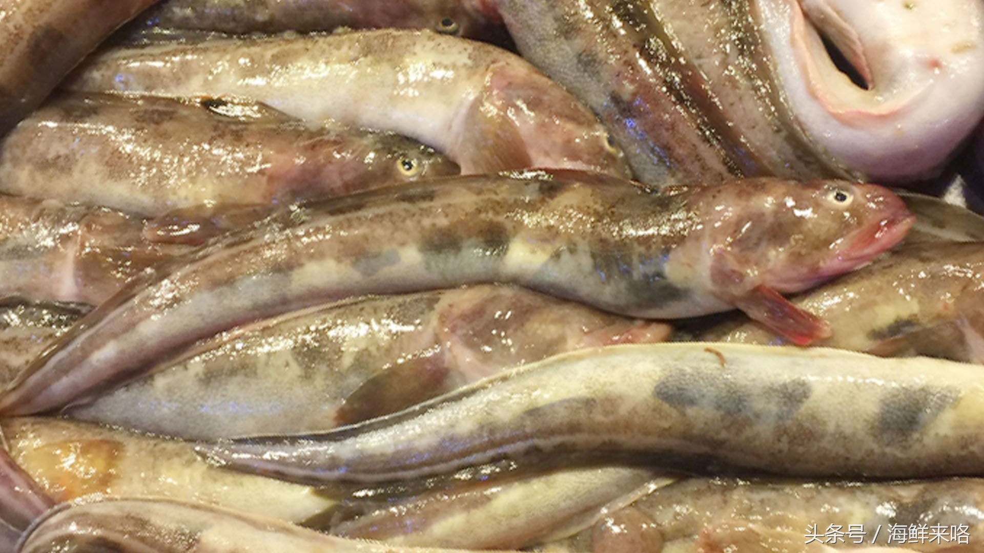 哪种海鱼吃着最简单,哪种海鱼喜欢吃肉
