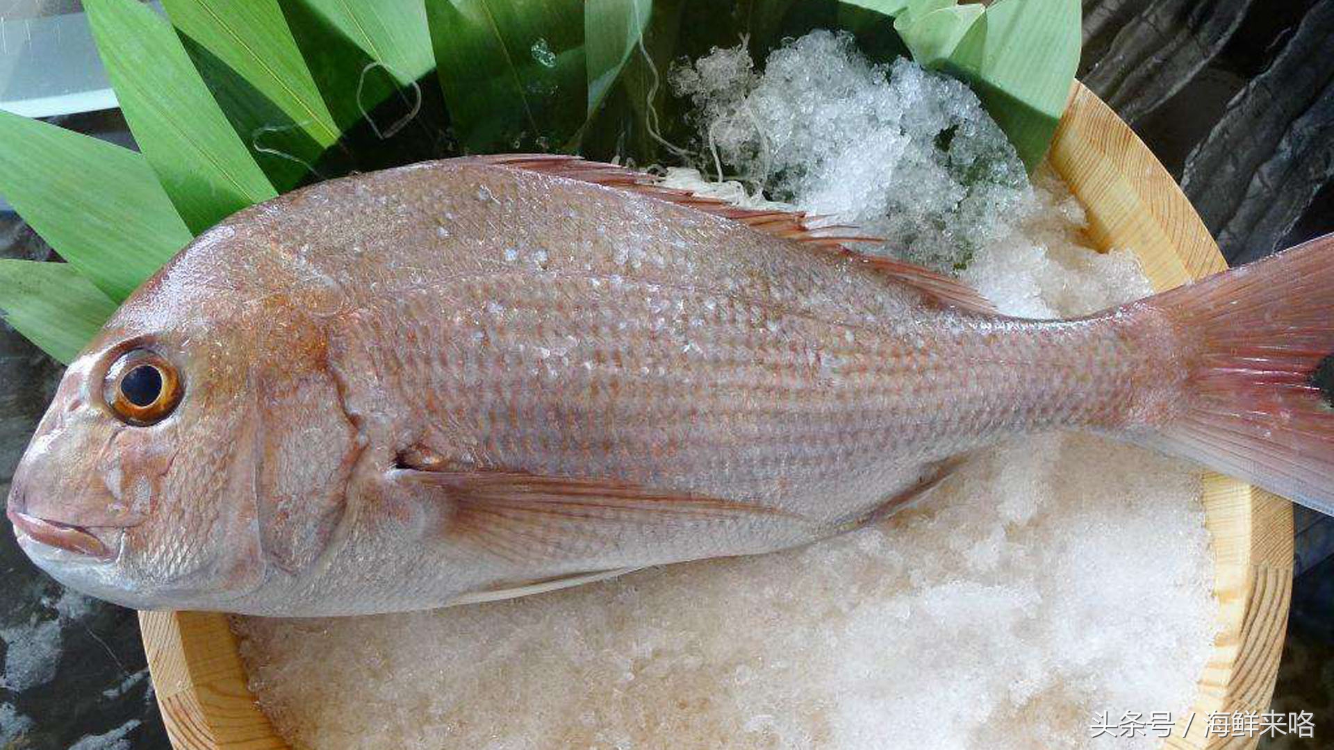哪种海鱼吃着最简单,哪种海鱼喜欢吃肉