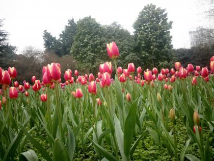 重庆地区郁金香的花期一般有多长,郁金香冬天开花后春天还能再开吗