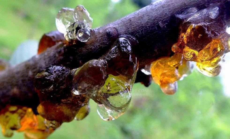 它被叫做美人泪，是桃树分泌的树脂，竟然可以稳血糖，降血脂