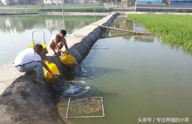养殖一亩地的泥鳅一年能赚多少钱,人工养泥鳅一亩能赚多少钱利润