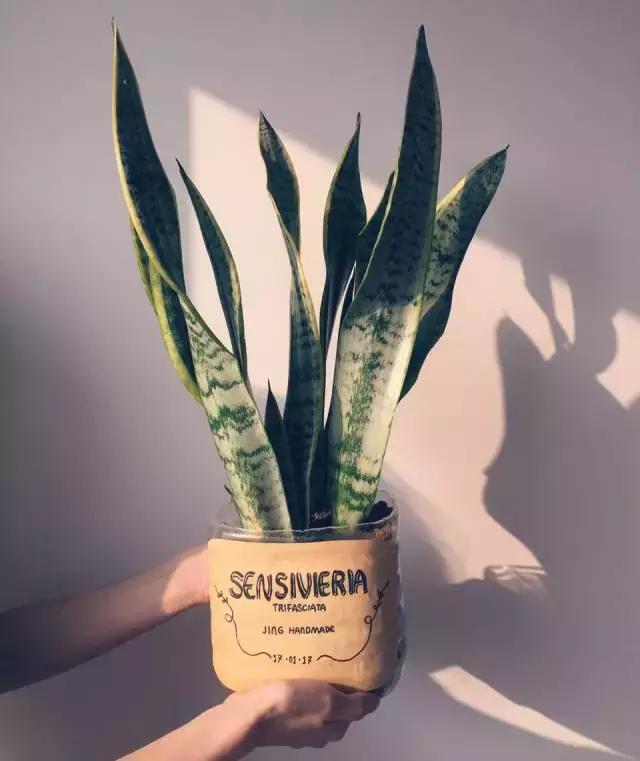 创意手工花盆旧物利用长方形,带把手茶壶旧物改造为花盆