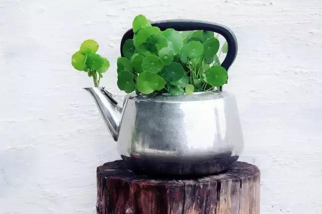 创意手工花盆旧物利用长方形,带把手茶壶旧物改造为花盆