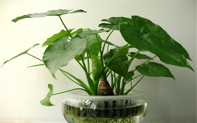 滴水观音是水培植物吗,滴水观音的种植步骤图片大全