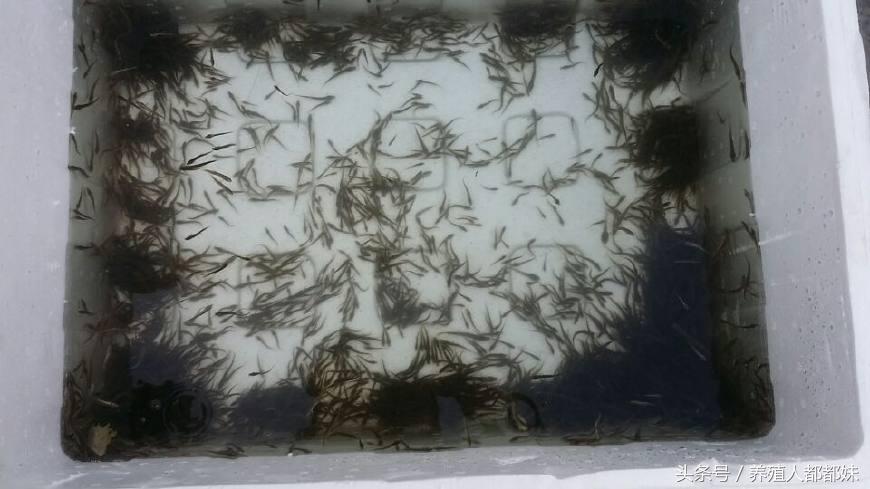 泥鳅苗骗局揭秘,泥鳅苗有猫腻吗