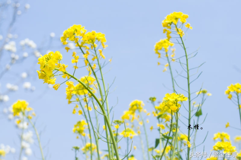 三猪时代，家族呼朋唤友，如今安在？