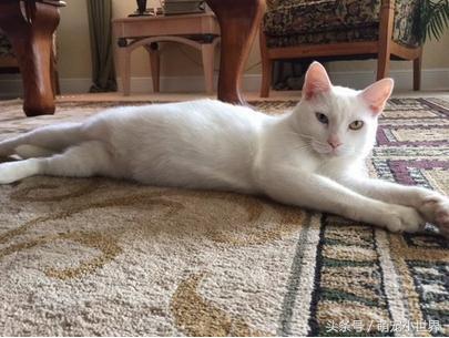 流浪盲猫被救后开始改变，它张开久闭眼睛才发现有一黄一蓝阴阳眼