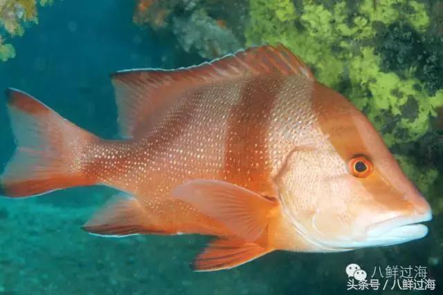 去澳大利亚你能吃到什么特点海鲜？值得收藏的吃货指南