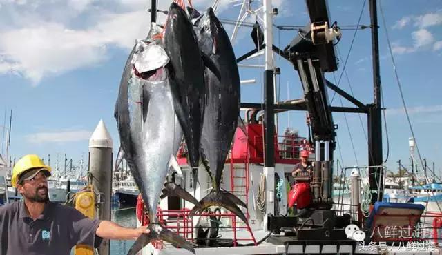 去澳大利亚你能吃到什么特点海鲜？值得收藏的吃货指南