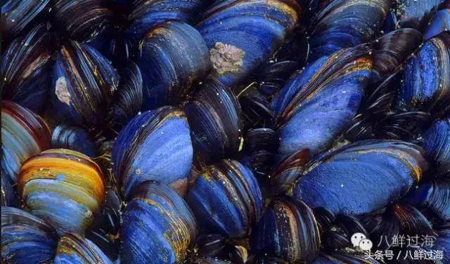 去澳大利亚你能吃到什么特点海鲜？值得收藏的吃货指南