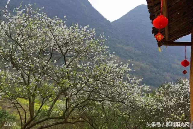 柳州美景樱花谷,柳州的花海美景
