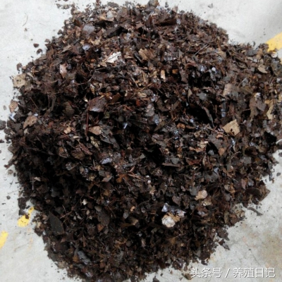 君子兰怎么养才能年年开花,君子兰结种子影响第二年开花吗