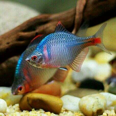 常见原生缸鱼,广西常见原生鱼