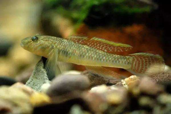 常见原生缸鱼,广西常见原生鱼