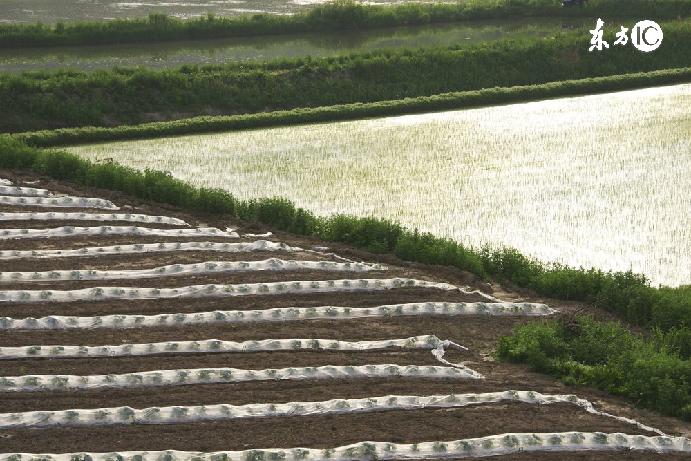 农村土地流转后还有粮补吗,土地流转以后大龄农民靠什么生活
