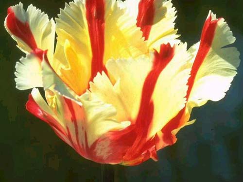 带你认识这些花,这些花长得极丑镇宅又养人