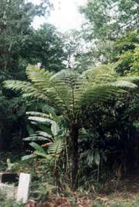 带你认识这些花,这些花长得极丑镇宅又养人