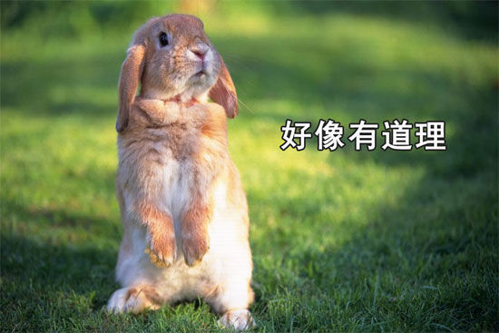 苏格兰的牛，不知该说是帅气还是非主流还是内马尔