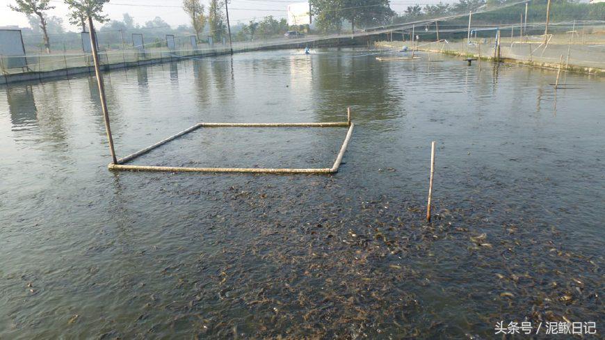 养泥鳅能挣钱吗,家庭养殖泥鳅如何赚钱快