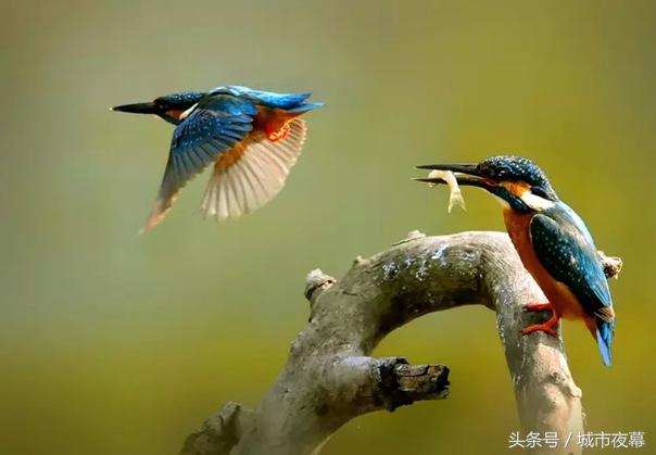 重庆方言幽默段子,李伯清重庆段子