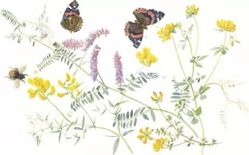 英伦乡野手记,英伦乡野手记读后感