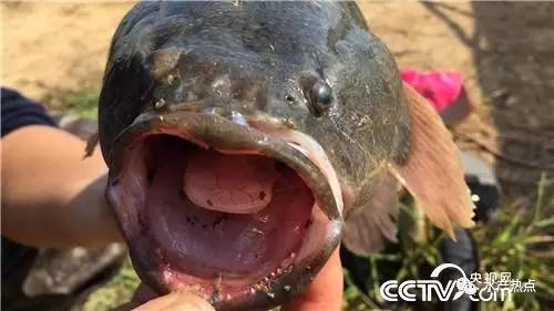 一年纯利润十几万的鱼,一个大棚养出的鱼销售额接近百万