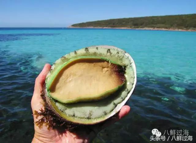 去澳大利亚你能吃到什么特点海鲜？值得收藏的吃货指南