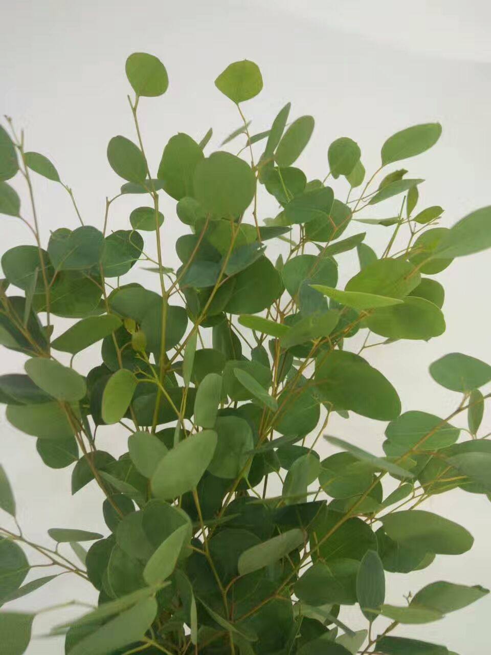 看了这些图，下次去花店你就能把花店里的花花草草叫出名字来了！