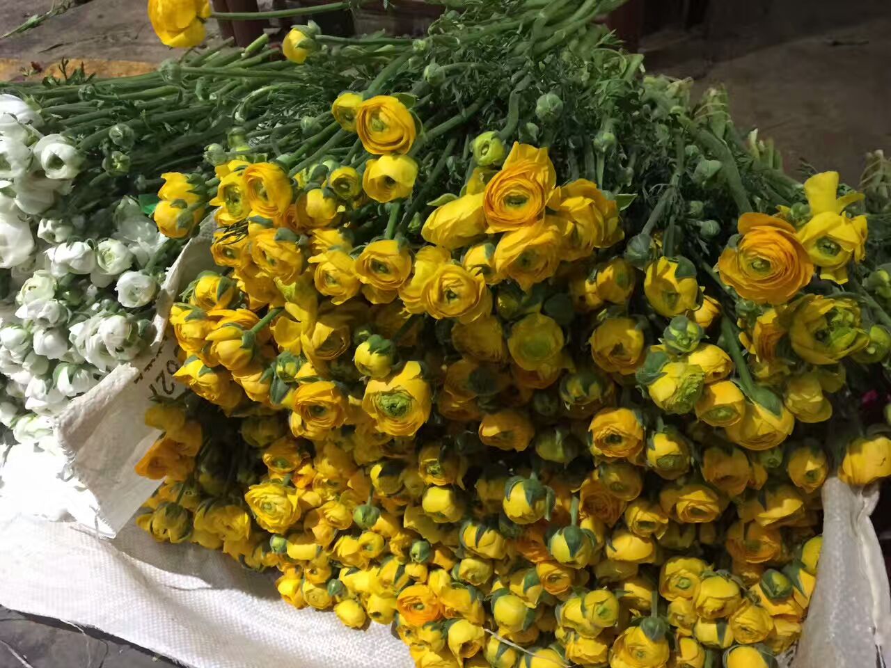 看了这些图，下次去花店你就能把花店里的花花草草叫出名字来了！