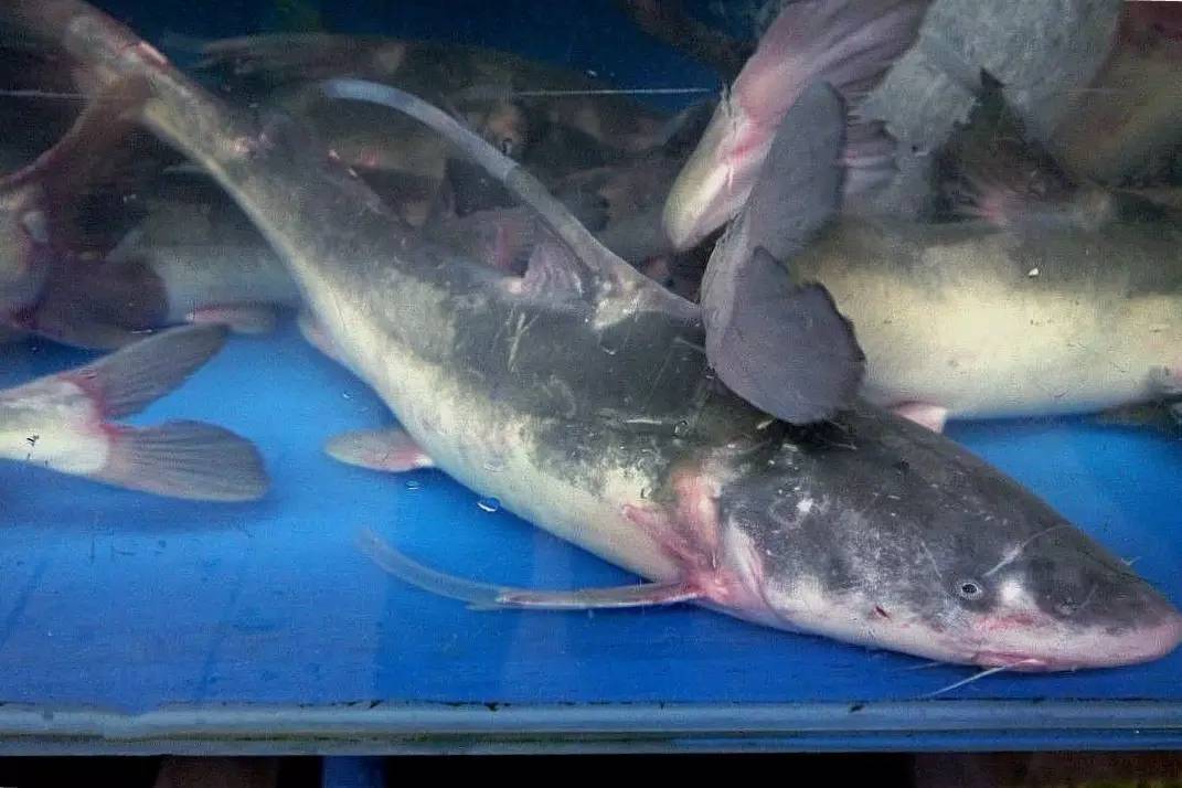 江鲜春季,春天江鲜