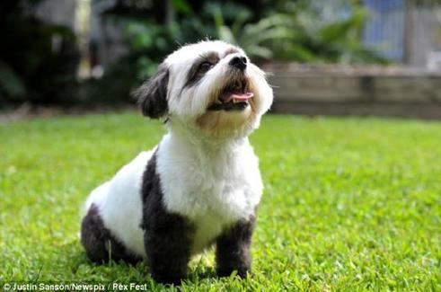 以前真的有人养只大熊猫吗,史上第一只人工饲养的大熊猫中国