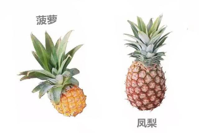 凤梨和菠萝有什么区别凤梨怎么吃,凤梨和菠萝有什么区别哪个更好吃