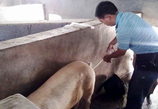 猪人工授精与产业化工程,猪人工授精技术的推广与应用